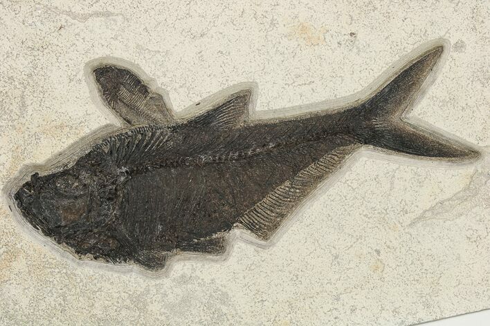 Fossil Fish (Diplomystus) - Top Quality Specimen #222873